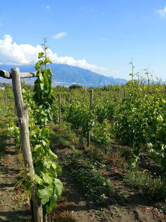 Vesuvio Inn Guest House E Wine Experience Boscotrecase Екстериор снимка